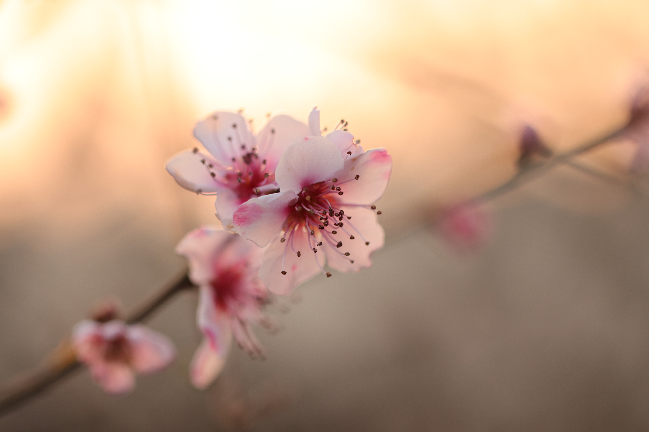 Geburtstrauma bei Mutter – Psychologische Beratung in und um Karlsruhe durch MamaBeratung Silke Rechlin