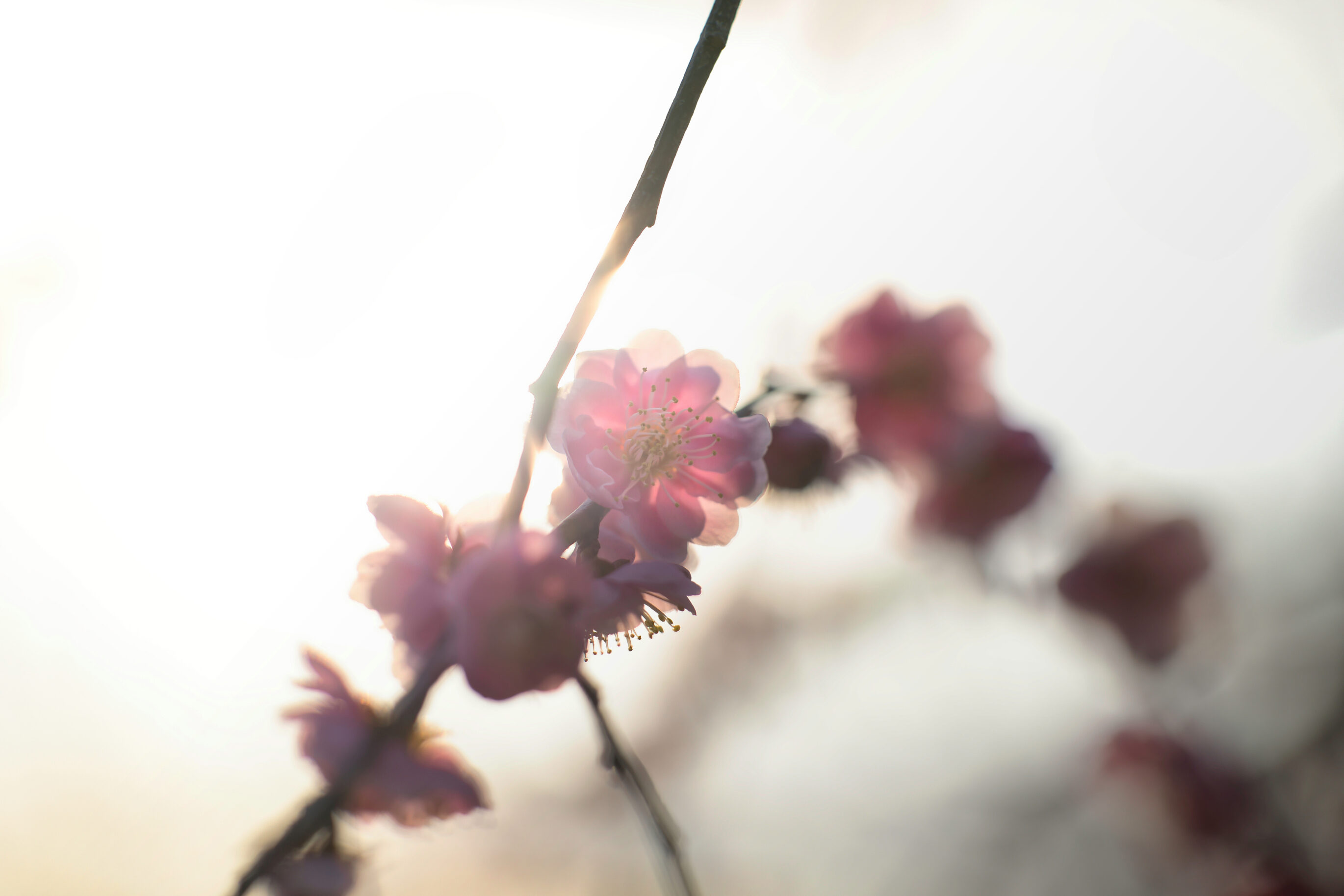 Geburtstrauma bei Mutter – Psychologische Beratung in und um Karlsruhe durch MamaBeratung Silke Rechlin