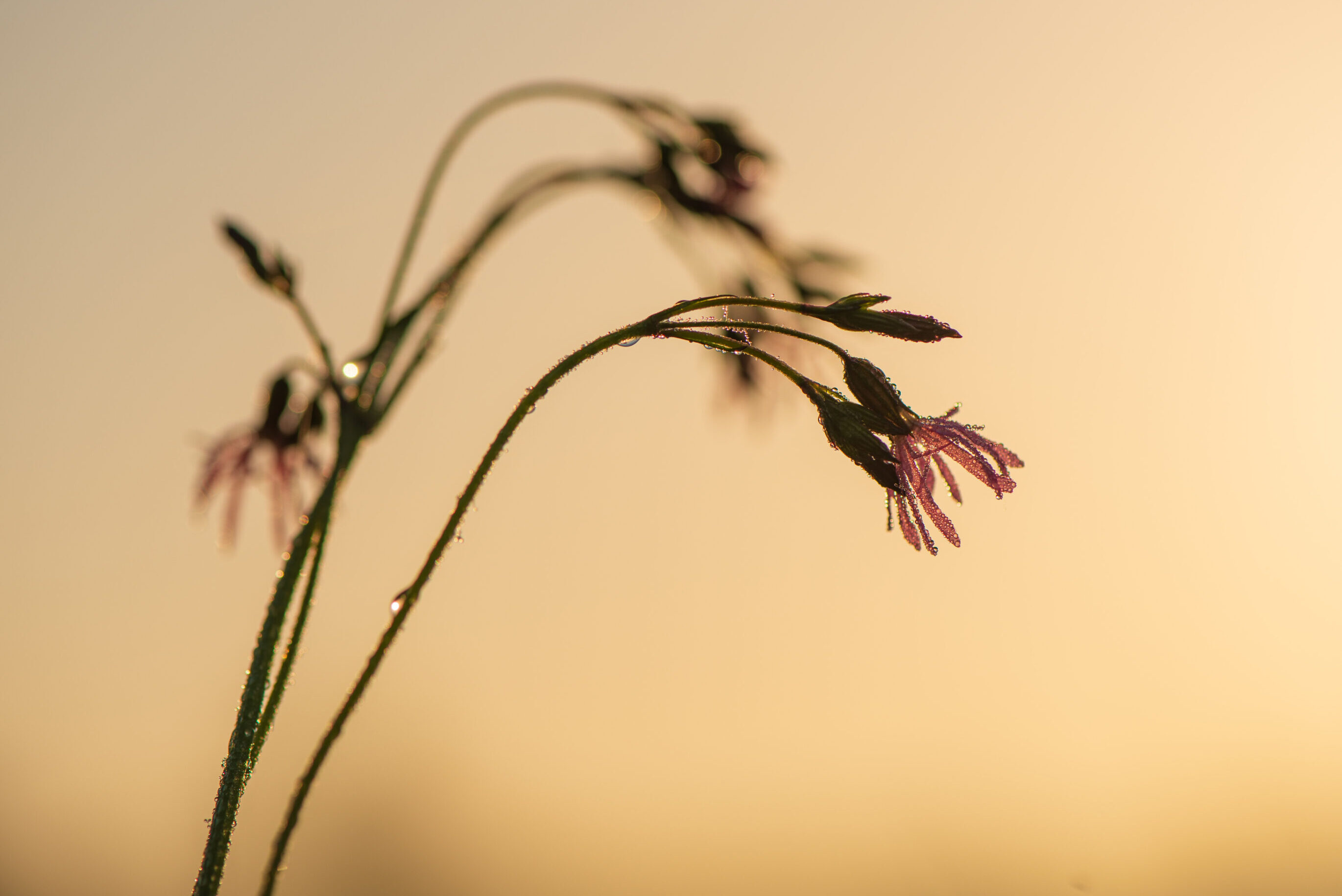 Geburtstrauma bei Mutter – Psychologische Beratung in und um Karlsruhe durch MamaBeratung Silke Rechlin