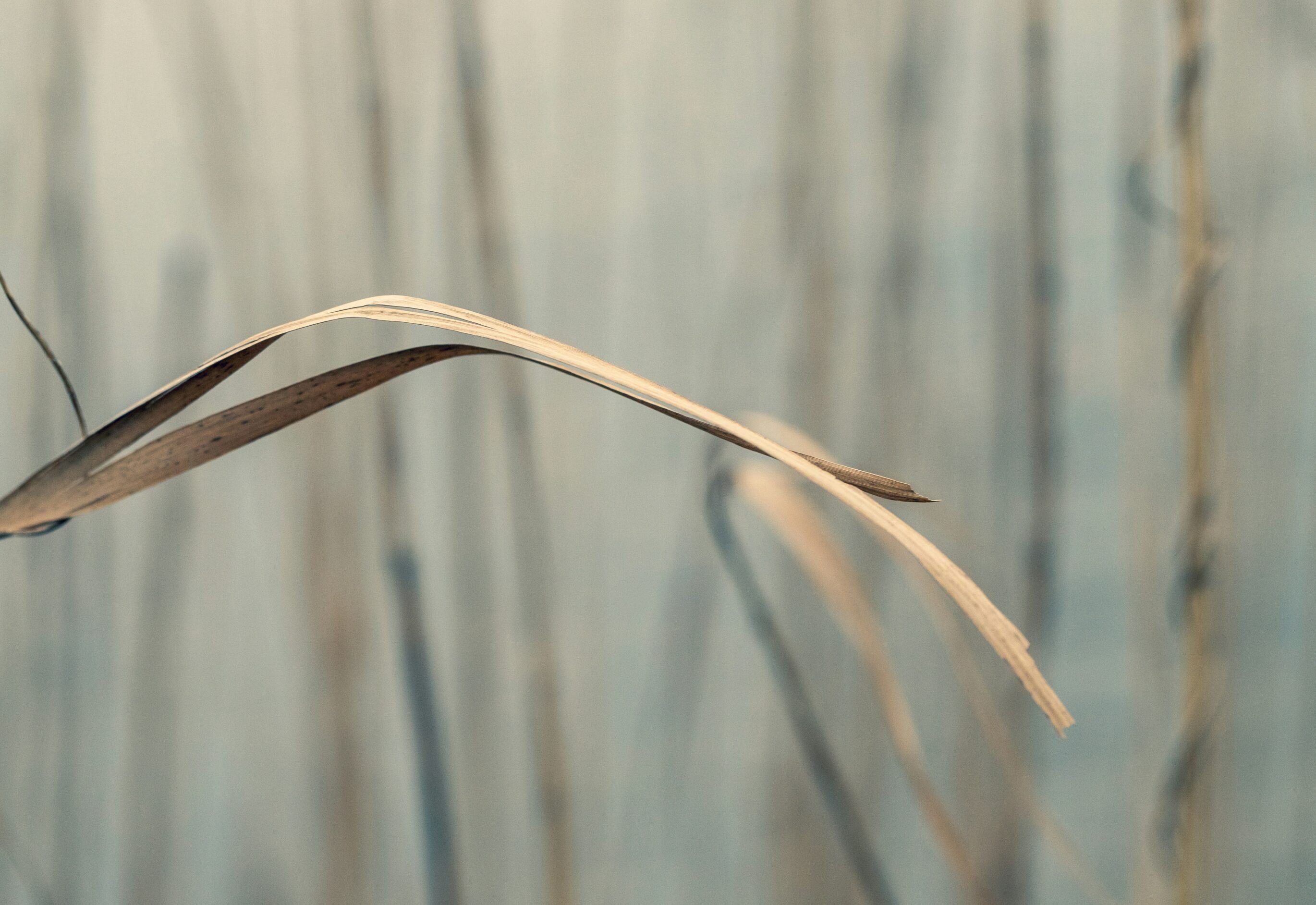 Seelischer Halt und Unterstützung bei Fehlgeburten – Psychologische Beratung in und um Karlsruhe durch MamaBeratung Silke Rechlin