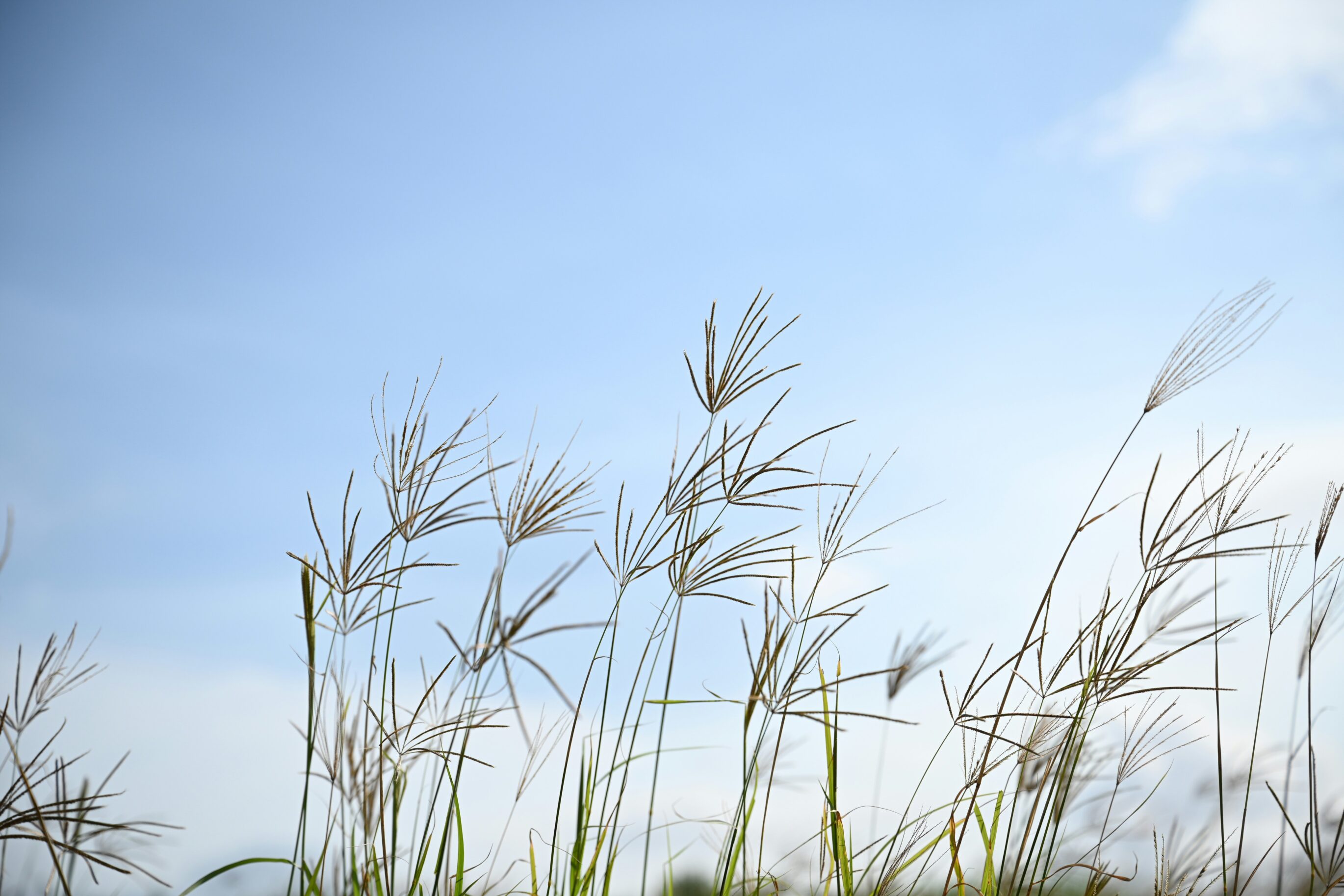 Seelischer Halt und Unterstützung bei Fehlgeburten – Psychologische Beratung in und um Karlsruhe durch MamaBeratung Silke Rechlin